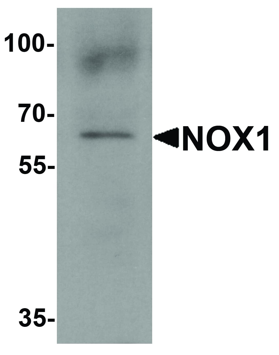 NOX1 Antibody