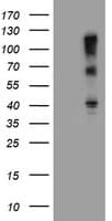 FBXO31 Antibody (clone OTI1A11, Carrier-free)