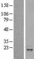IL31 Protein (Over-Expression Lysate Myc-DDK (Flag))