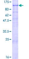 Human LRFN1 Protein (Recombinant GST)