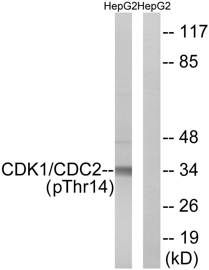 CDK1 / CDC2 Antibody (phospho-Thr14)