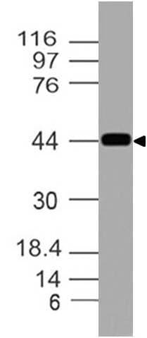 ACKR3 / CXCR7 Antibody