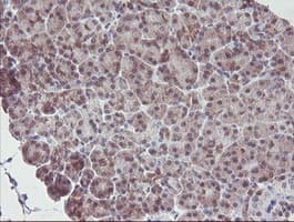 IRF6 Antibody (clone OTI2C10, Carrier-free)