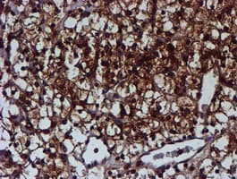 C1orf50 Antibody (clone OTI1C6)
