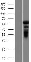 GAB4 Protein (Over-Expression Lysate Myc-DDK (Flag))