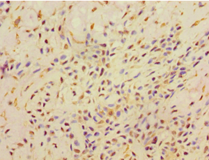 AHCYL1 / DCAL Antibody (aa31-260)