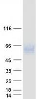 Human CD244 Protein (Recombinant Myc-DDK (Flag))