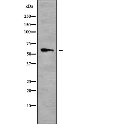 TERF2 / TRF2 Antibody