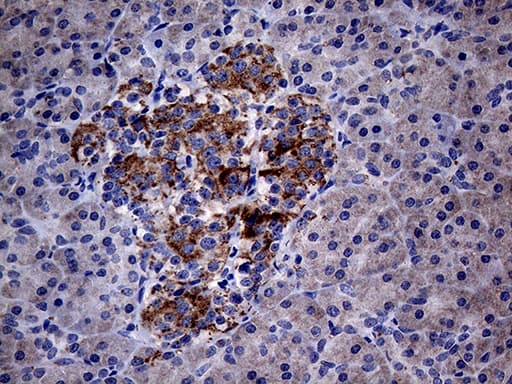 PON3 Antibody (aa30-319, clone OTI1A5, Carrier-free)