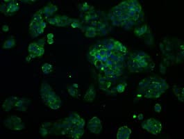 Monoclonal Mouse anti-Human RNF144B Antibody (clone OTI11G1, IF)