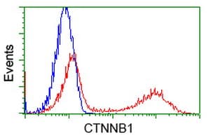 CTNNB1 / Beta Catenin Antibody (clone OTI2F6)