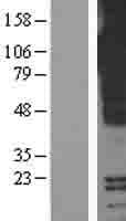 PIGR Protein (Over-Expression Lysate Myc-DDK (Flag))