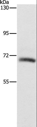 KLC1 / Kinesin Light Chain 1 Antibody