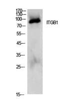 ITGB1 / Integrin Beta 1 / CD29 Antibody