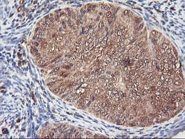SERPINB6 / PI-6 Antibody (clone OTI1C5, Carrier-free)