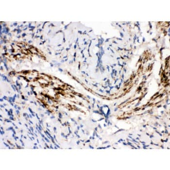 MAOB / Monoamine Oxidase B Antibody (aa448-484)