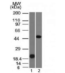 PAX8 Antibody (clone PAX8/1491, Azide-free, BSA-free)