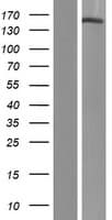 PHLDB1 Protein (Over-Expression Lysate Myc-DDK (Flag))