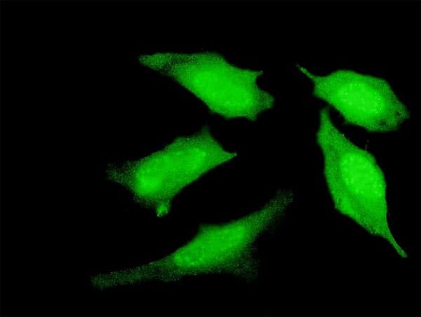 PRDM4 Antibody (clone 3E3)