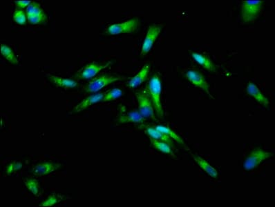 CHRNB3 Antibody