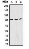 ADD1 / Adducin Alpha Antibody (Internal)