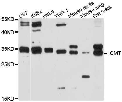 Polyclonal Rabbit anti-Human ICMT / PPMT Antibody (WB)