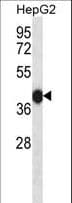DUSP15 Antibody (aa125-153)