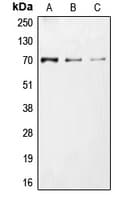 CDC25A Antibody (phospho-Ser75)