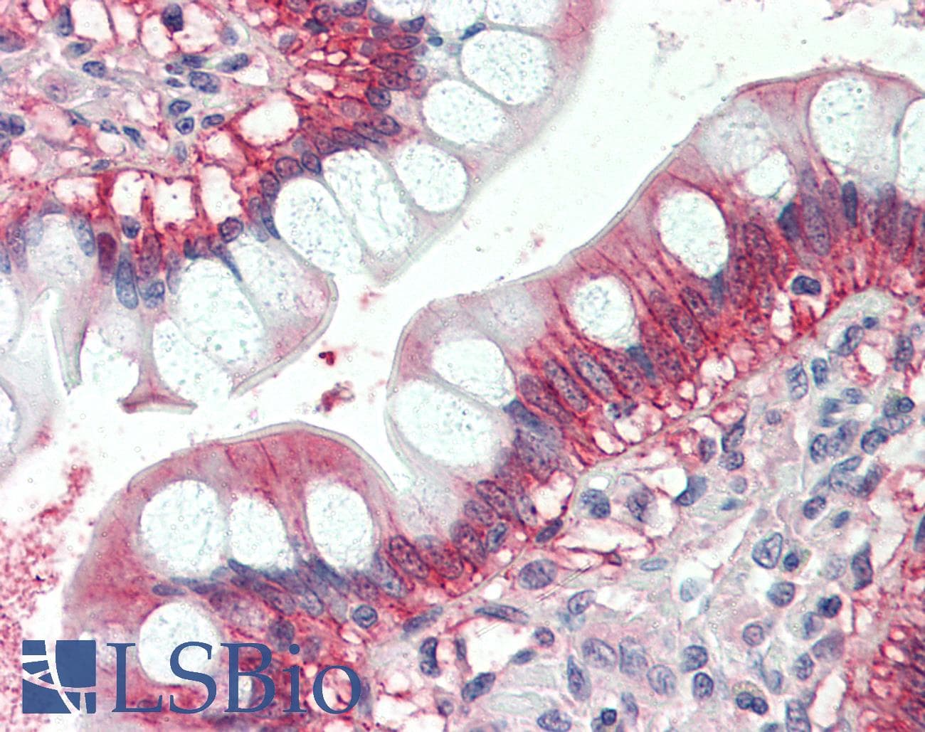 IHC-plus™ NRAS / N-ras Antibody (aa167-179)