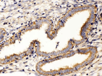 WNT7A Antibody