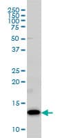 COX5B Antibody (clone 1E8)