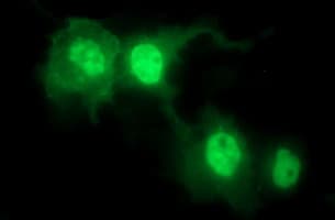 IL1A / IL-1 Alpha Antibody (clone OTI2F11, Carrier-free)