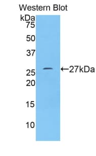 KITLG / SCF Antibody (aa24-247)