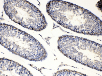 BAG1 / BAG-1 Antibody