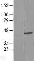 ERGIC2 Protein (Over-Expression Lysate Myc-DDK (Flag))