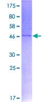 Human PPIF / Cyclophilin F Protein (Recombinant GST)