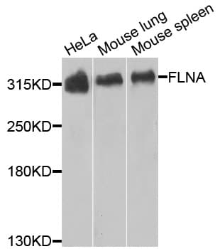 FLNA / Filamin A Antibody