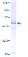 Human CHMP2B Protein (Recombinant GST)