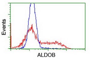 Monoclonal Mouse anti-Human ALDOB Antibody (clone OTI3C6, IHC, WB)