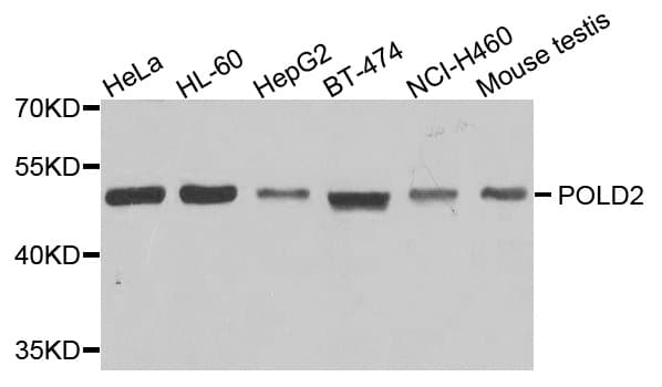 POLD2 Antibody