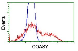 COASY Antibody (clone OTI3B3)