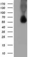 SQSTM1 Antibody (clone OTI4C8)