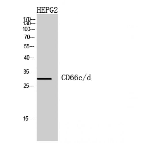 CD66c + CD66d Antibody (31-80 aa, Internal)