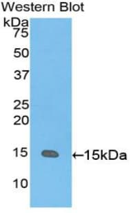 GDF15 Antibody (aa189-303)