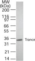 TNFSF11 / RANKL / TRANCE Antibody (aa1-317, Azide-free)