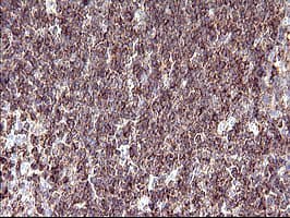 SCAMP2 Antibody (clone OTI1H7)