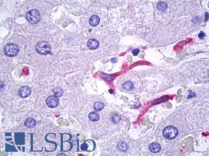 IHC-plus™ CD163 Antibody (clone MRQ-26)