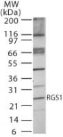 IHC-plus™ RGS1 Antibody (aa1-50)
