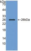 PGA5 / Pepsin A Antibody