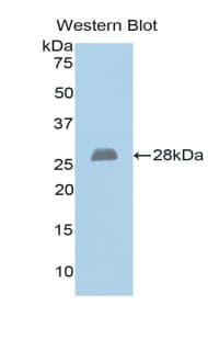 EXT1 Antibody (aa334-549)